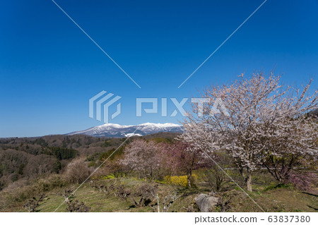 Kawada Sakura from Adachi Tarayama seen from Kasumigashiro Park in Fukushima Prefecture Kawada Sakura from Adachi Tarayama seen from Kasumigashiro Park in Fukushima Prefecture 63837380