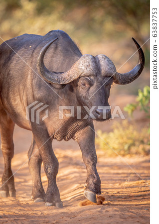 African buffalo walking towards the camera. African buffalo walking towards the camera. 63837753