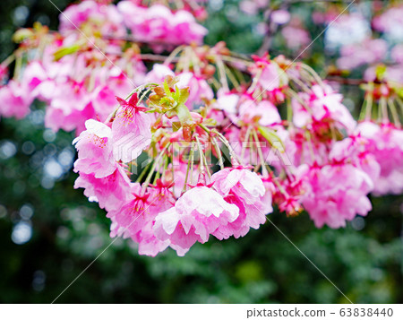Omi Shrine cherry blossoms-spring rain Omi Shrine cherry blossoms-spring rain 63838440