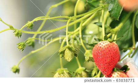 Ichigo草莓採摘圖像 Ichigo草莓採摘圖像 63838771