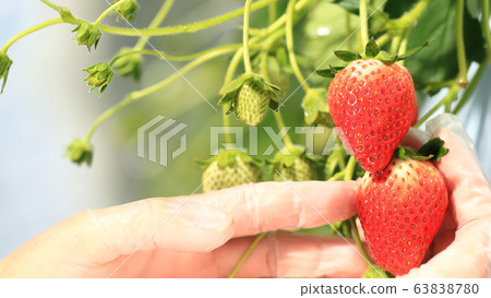Ichigo strawberry picking image Ichigo strawberry picking image 63838780