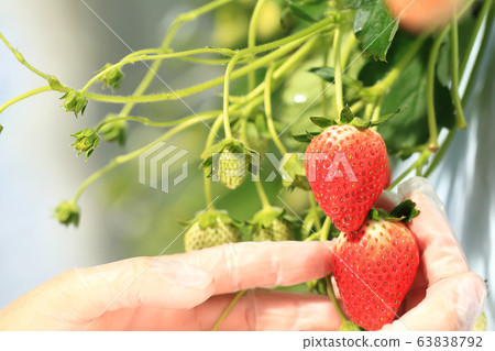 Ichigo草莓採摘圖像 Ichigo草莓採摘圖像 63838792