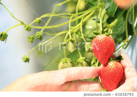 Ichigo草莓採摘圖像 Ichigo草莓採摘圖像 63838793