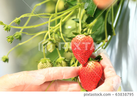 Ichigo strawberry picking image Ichigo strawberry picking image 63838795