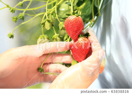 Ichigo strawberry picking image Ichigo strawberry picking image 63838816