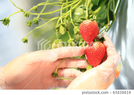 Ichigo strawberry picking image 63838819