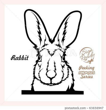 Peeking Rabbit - Funny Rabbit peeking out - face head isolated on white 63838947