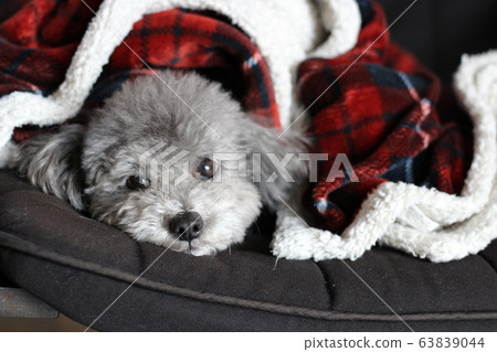 Toy poodle look 63839044