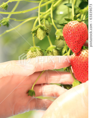Ichigo strawberry picking image Ichigo strawberry picking image 63839073