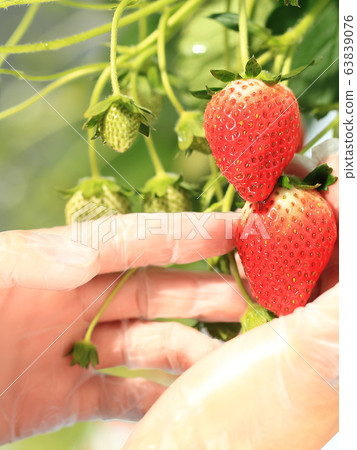 Ichigo strawberry picking image Ichigo strawberry picking image 63839076
