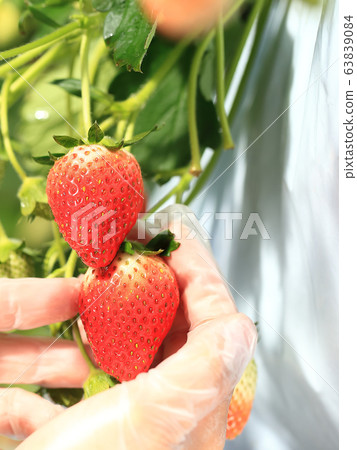 Ichigo strawberry picking image Ichigo strawberry picking image 63839084
