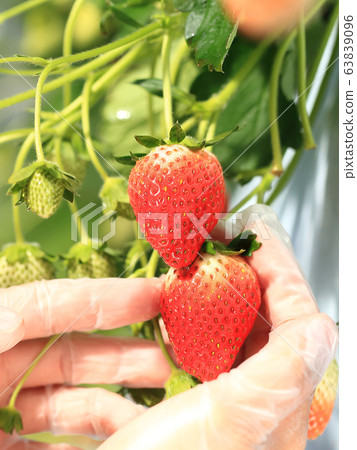 Ichigo strawberry picking image 63839096
