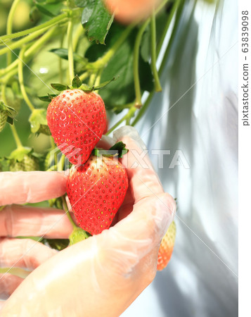 Ichigo strawberry picking image Ichigo strawberry picking image 63839098