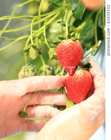 Ichigo strawberry picking image Ichigo strawberry picking image 63839102