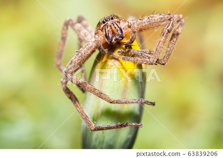 Huntsman Spider 63839206