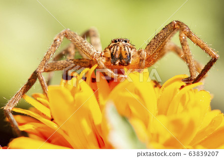 Huntsman Spider 63839207