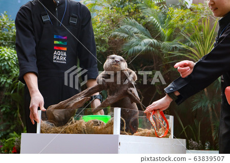 Otter in Aqua Park Shinagawa Otter in Aqua Park Shinagawa 63839507