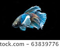 Siamese betta fish beautiful color on black 63839776
