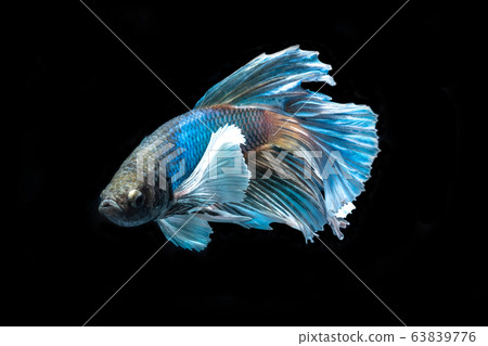 Siamese betta fish beautiful color on black Siamese betta fish beautiful color on black 63839776