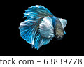 Siamese betta fish beautiful color on black 63839778