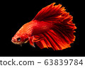 Siamese betta fish beautiful color on black 63839784