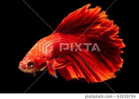 Siamese betta fish beautiful color on black Siamese betta fish beautiful color on black 63839784