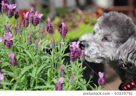 聞到薰衣草花香的玩具貴賓犬 聞到薰衣草花香的玩具貴賓犬 63839792