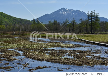Mizubasho開花Ozegahara和Mugatake 63839938