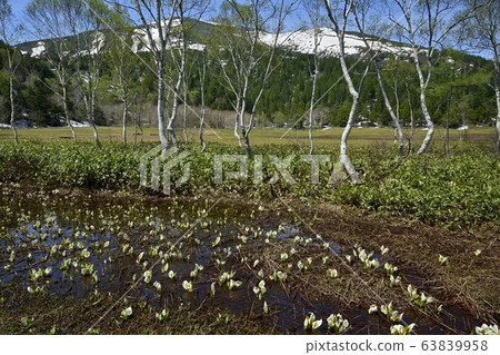 Mizubasho開花Ozegahara和佛山 63839958