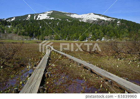 Mizubashou在一條木道路開花的Ozegahara和Shidoyama 63839960