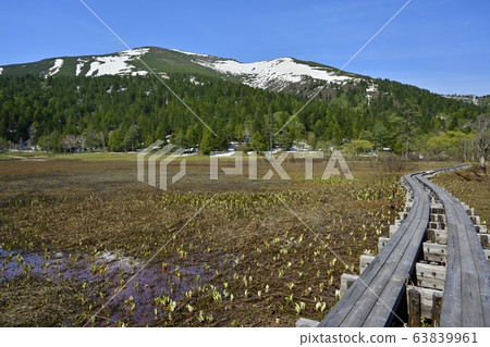 Mizubashou在一條木道路開花的Ozegahara和Shidoyama 63839961