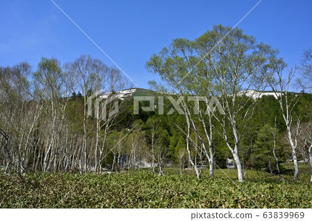 Bamboo birch forest and Mount Shibutsu in Ozegahara Bamboo birch forest and Mount Shibutsu in Ozegahara 63839969