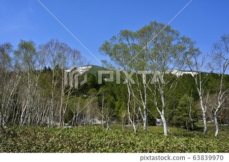 Bamboo birch forest and Mount Shibutsu in Ozegahara Bamboo birch forest and Mount Shibutsu in Ozegahara 63839970