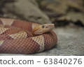 Snake 01 63840276