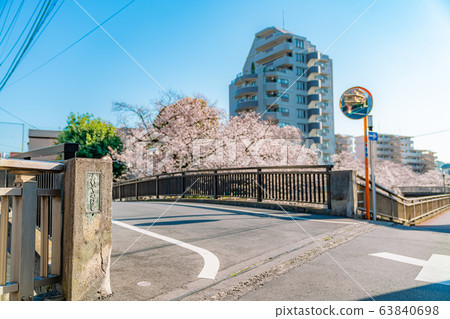 日本的春天東京板橋區石上河綠色路旁的櫻花 63840698
