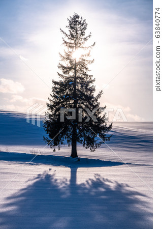 <<Hokkaido>> Christmas Tree Tree, Biei Hill 63840774