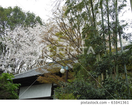 櫻花和竹林! 。 。一個平靜的場面! 。 。 (笑) 。溫柔的死亡! ! ! 。 。 櫻花和竹林! 。 。一個平靜的場面! 。 。 (笑) 。溫柔的死亡! ! ! 。 。 63841361