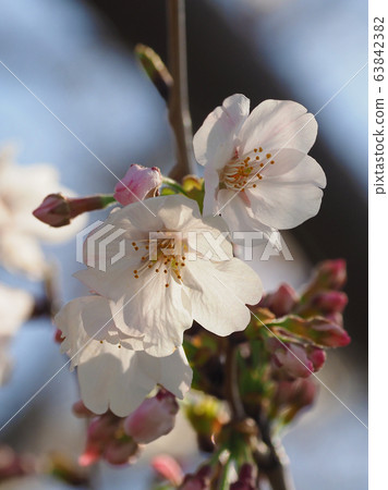 Spring image (Sakura flower) Spring image (Sakura flower) 63842382