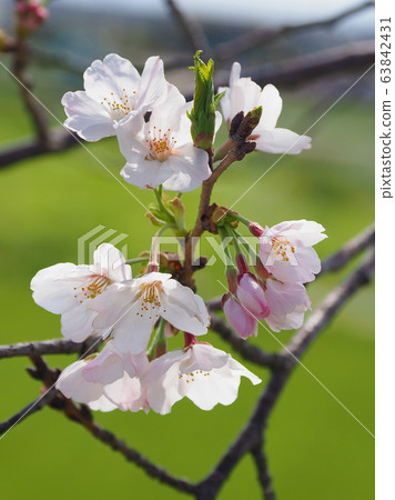 Spring image (Sakura flower) Spring image (Sakura flower) 63842431