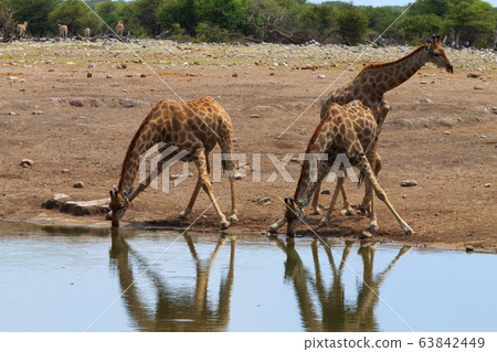 Giraffes 63842449