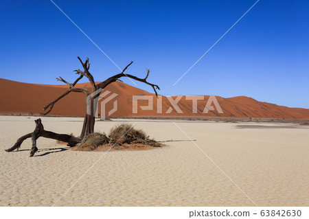 Death tree Hidden Vlei 63842630