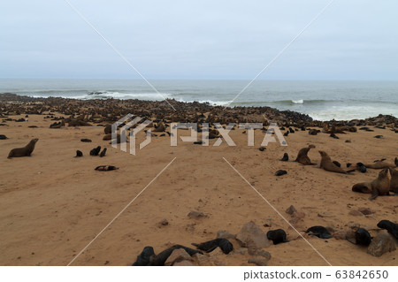 Cape fur seals 63842650