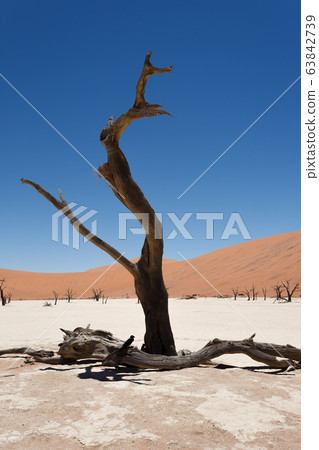 Dead Vlei Dead Vlei 63842739