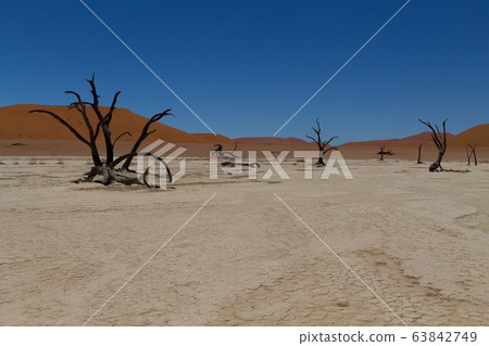 Dead Vlei 63842749