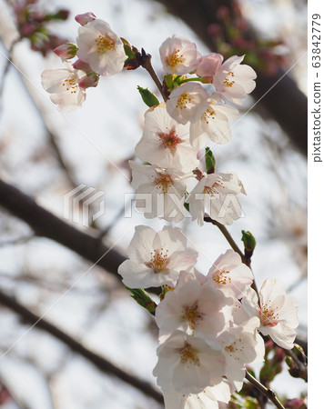 Spring image (Sakura flower) 63842779