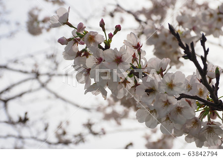 Spring image (Sakura flower) Spring image (Sakura flower) 63842794