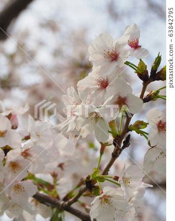 Spring image (Sakura flower) Spring image (Sakura flower) 63842795