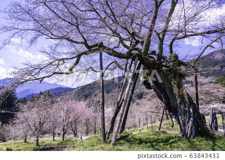 (Southern Town, Yamanashi Prefecture) Millennium cherry blossoms in Hongo 63843431