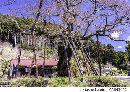 (Southern Town, Yamanashi Prefecture) Millennium cherry blossoms in Hongo 63843432