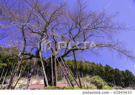 (Southern Town, Yamanashi Prefecture) Millennium cherry blossoms in Hongo 63843433